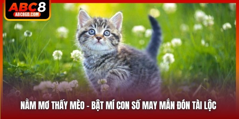 Nằm Mơ Thấy Mèo - Bật Mí Con Số May Mắn Đón Tài Lộc