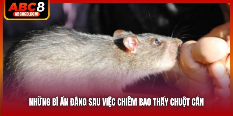 Những bí ẩn đằng sau việc chiêm bao thấy chuột cắn