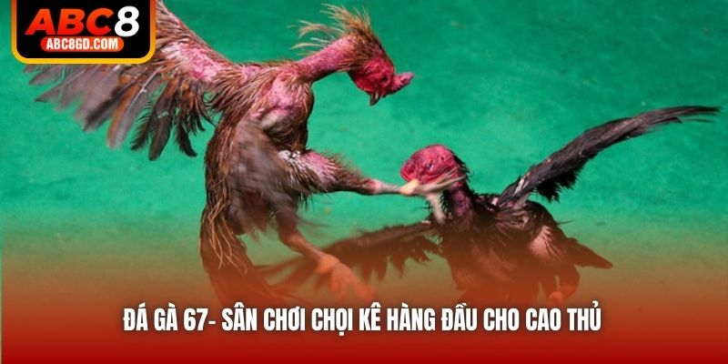 Đá gà 67- Sân chơi chọi kê hàng đầu cho cao thủ