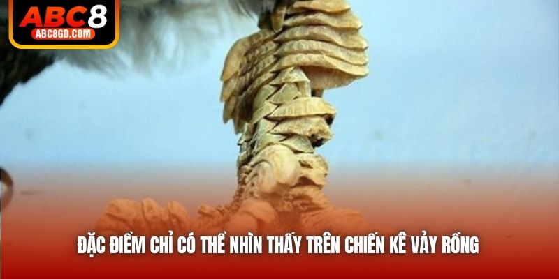 Đặc điểm chỉ có thể nhìn thấy trên chiến kê vảy rồng
